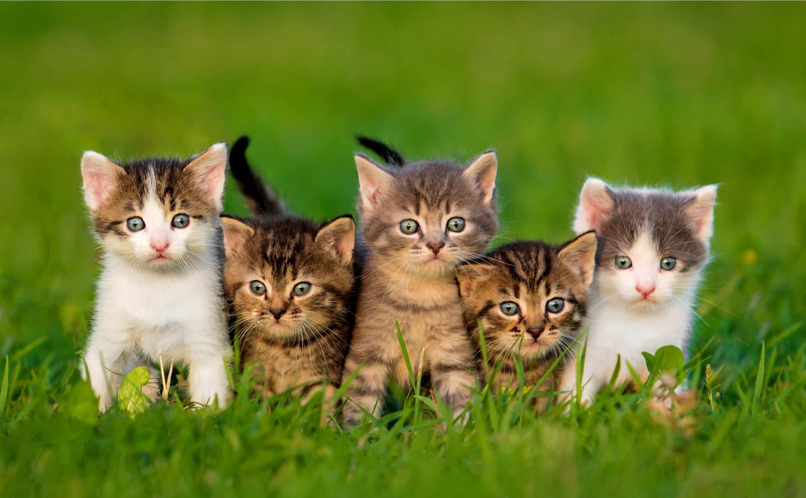 Which Cat Breed Is Right for You (Part 1)