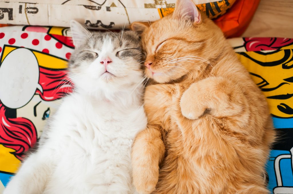 Which Cat Breed Is Right for You (Part 2)