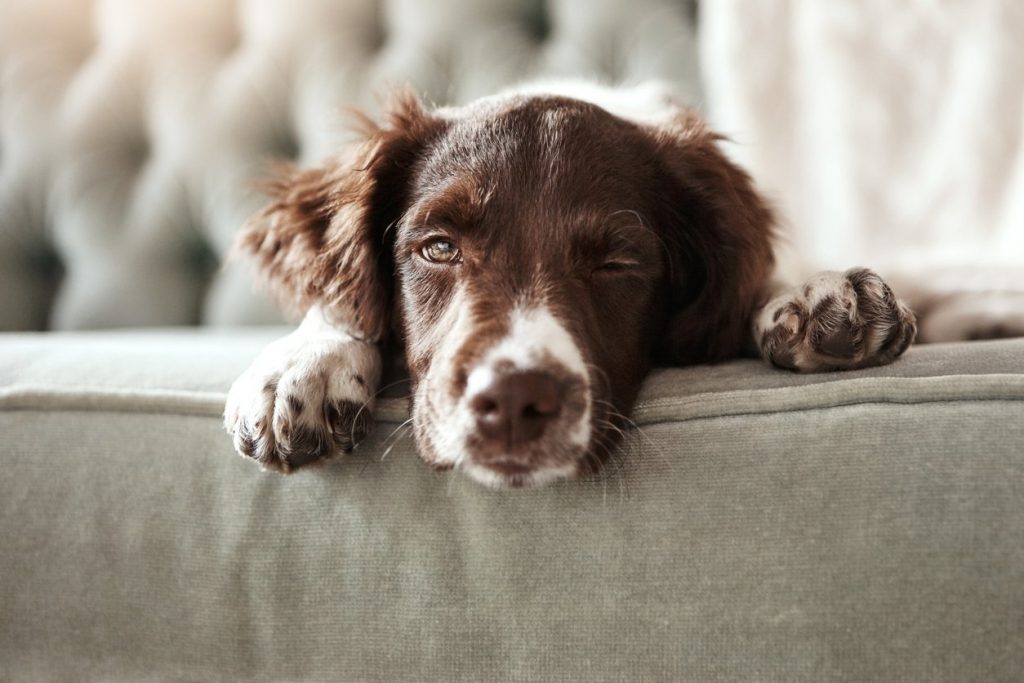 Things That People Do That Put Their Dogs in Danger