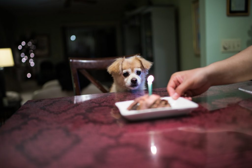 Birthday cake pet