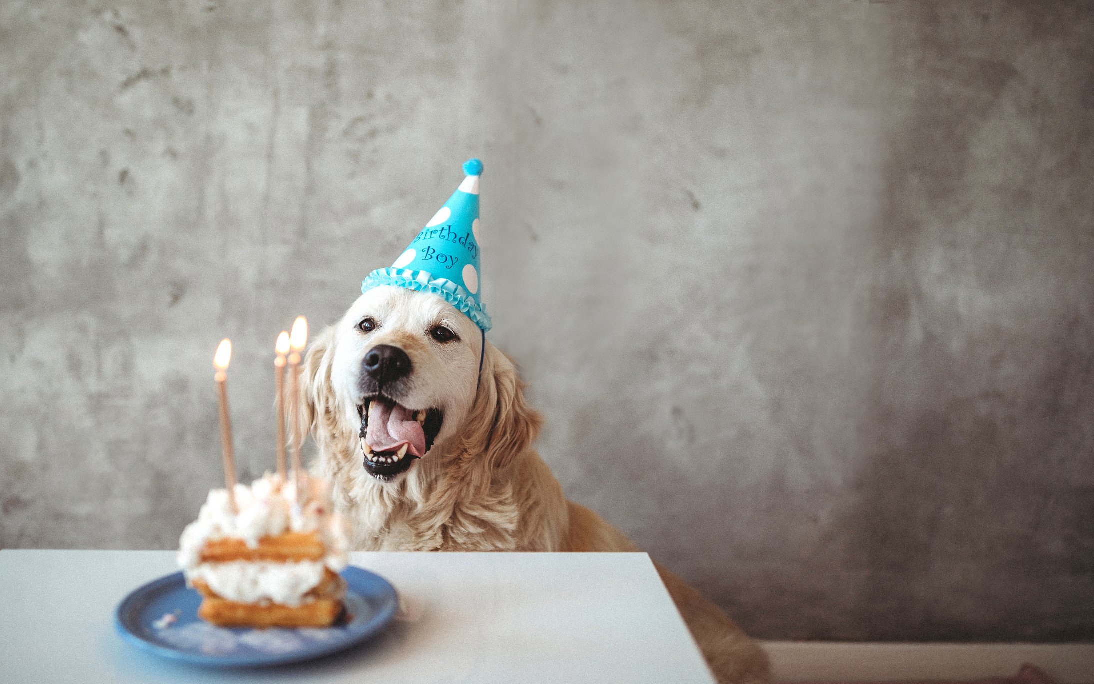 It’s Paw-Ty Time: 6 Tips for Throwing a Birthday Party for Your Dog