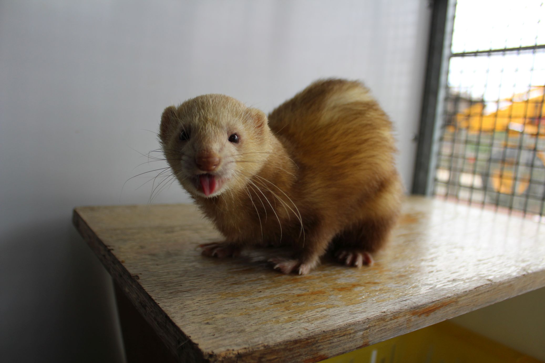 Caring for ferrets