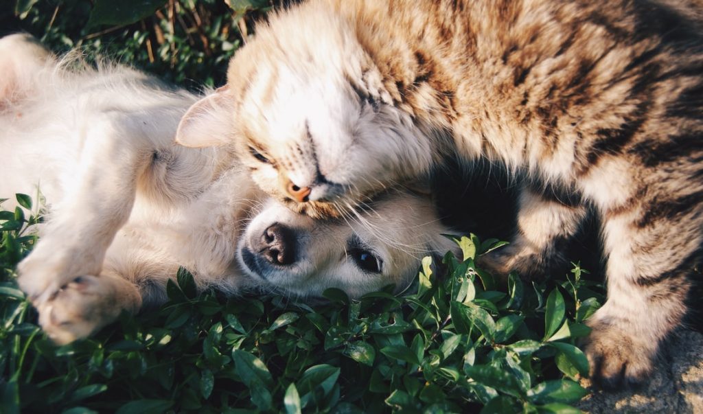 PET