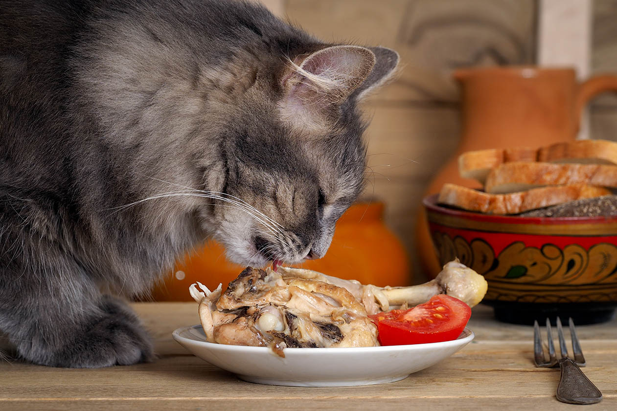 The Very Best Cat Diet for Cats, According to Experts and Veterinarians