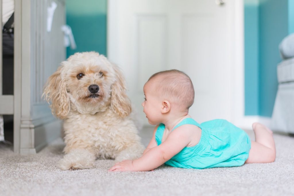 Newborn and dog