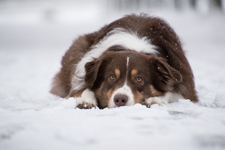 Brr! Preparing Your Pets for Winter