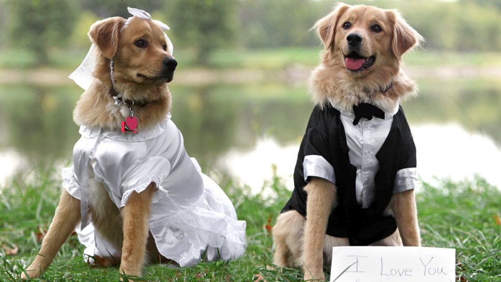 6 Tips for Hosting a Dog Wedding (Wait, Is That Really a Thing?)