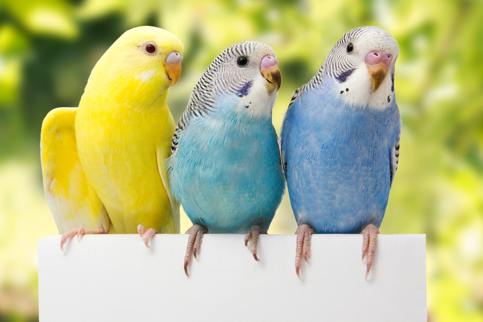 The Ancient Tradition Of Keeping Birds As Pets (Part 2)