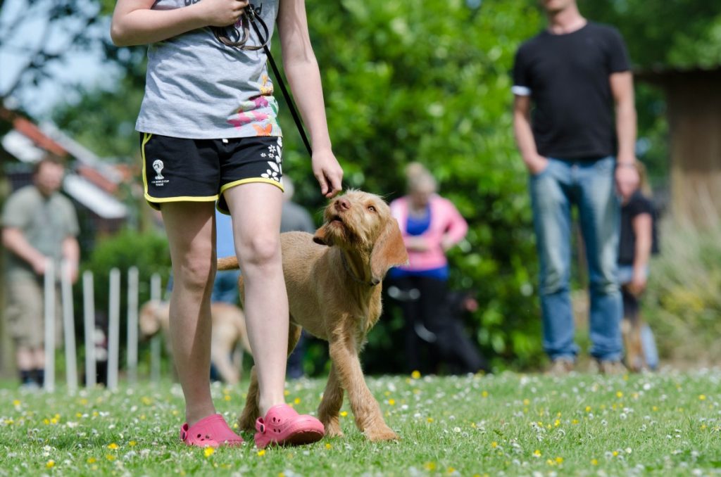 Canine Behaviorist