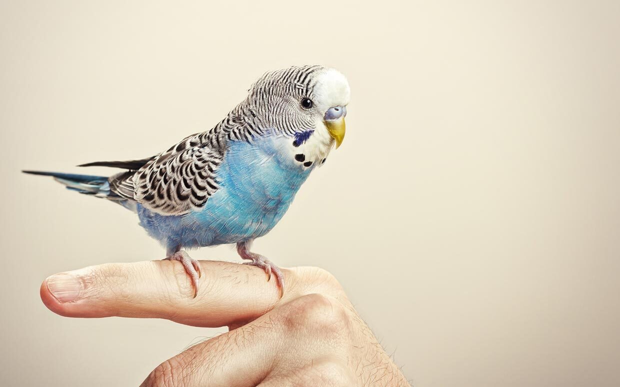 The Ancient Tradition Of Keeping Birds As Pets