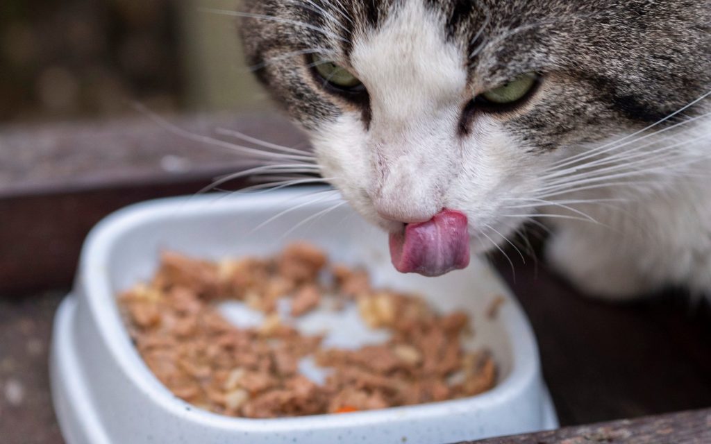 veganpet1