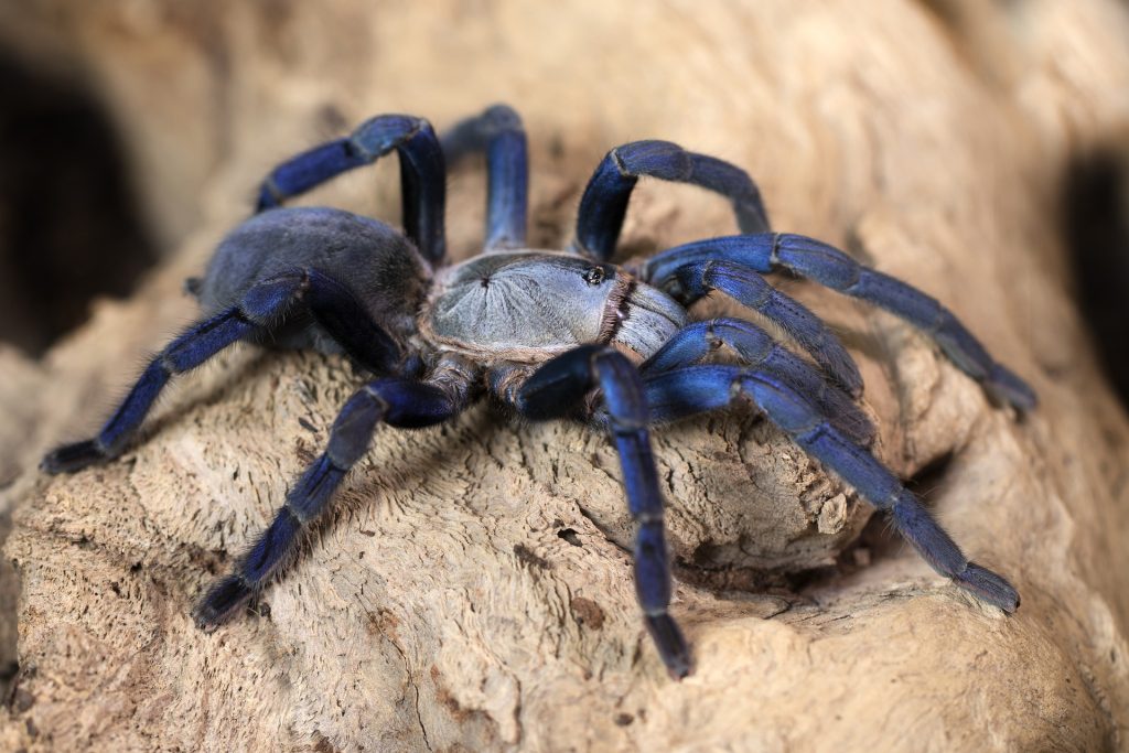 venomous