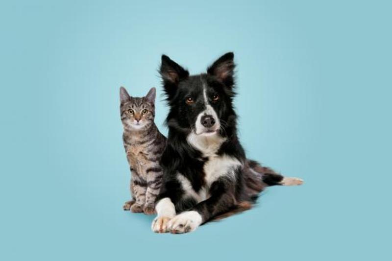 Civil Liability for Pets