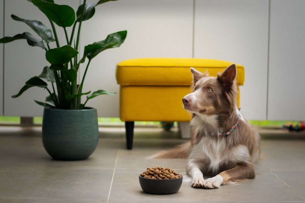 pet