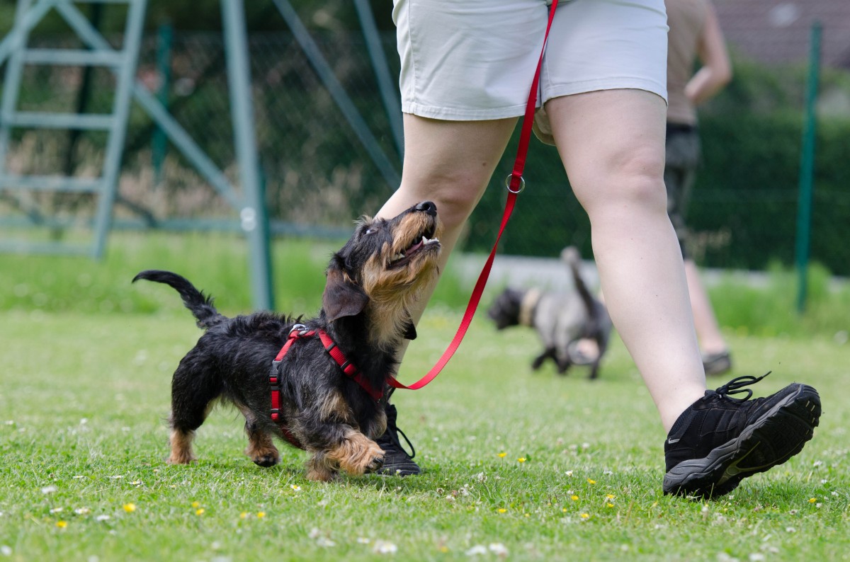 Dog Training: How to Proceed?