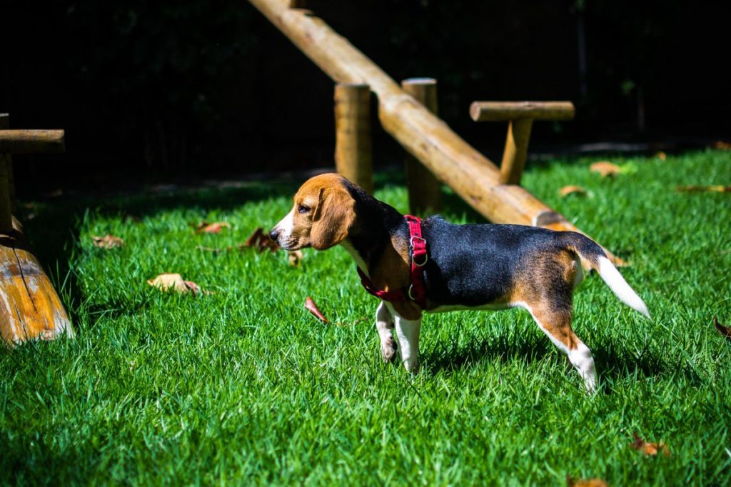 Dog Training: How to Proceed?