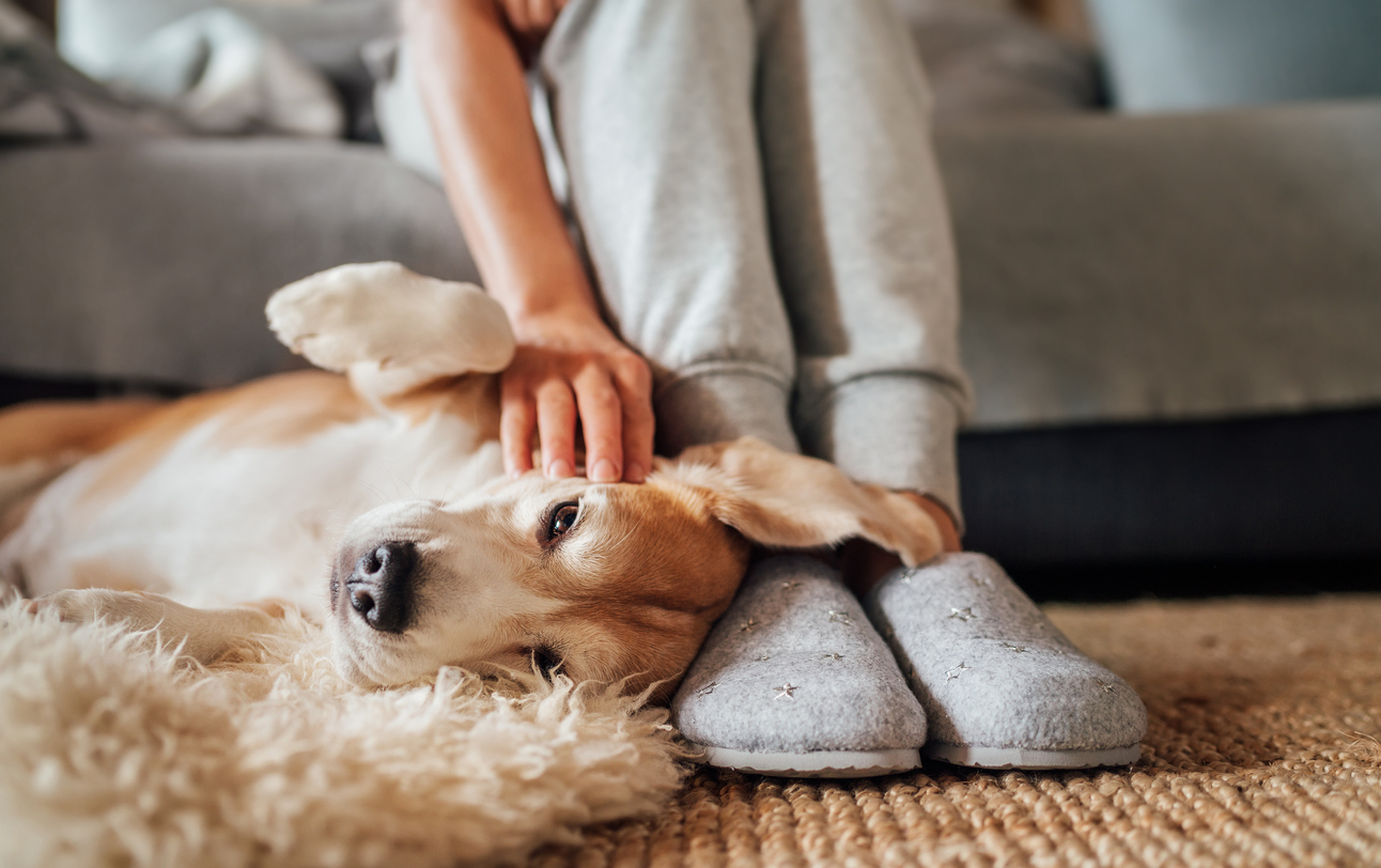 Best Ways for You and Your Dog to Destress Together?
