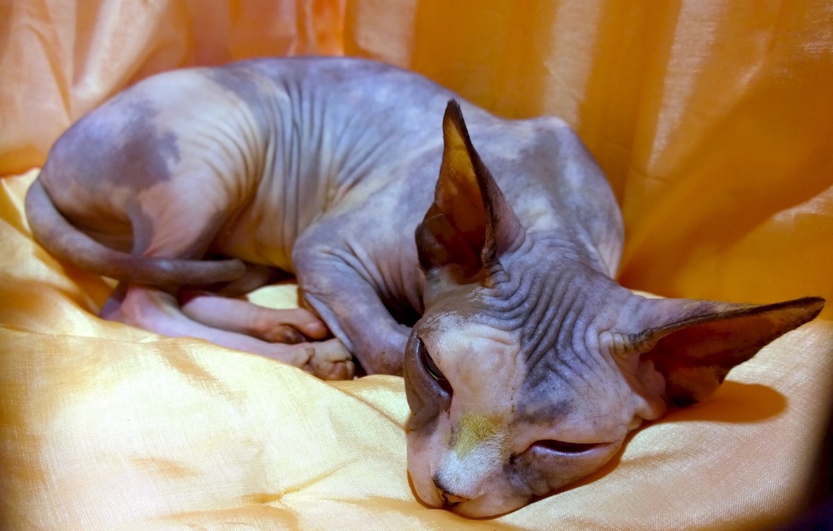 Traits of 3 Hairless Cats