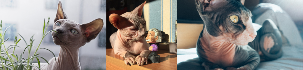 Traits of 3 Hairless Cats