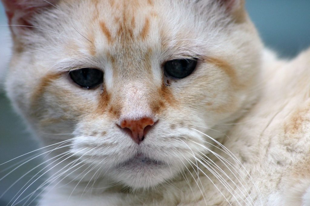 Senior Cat