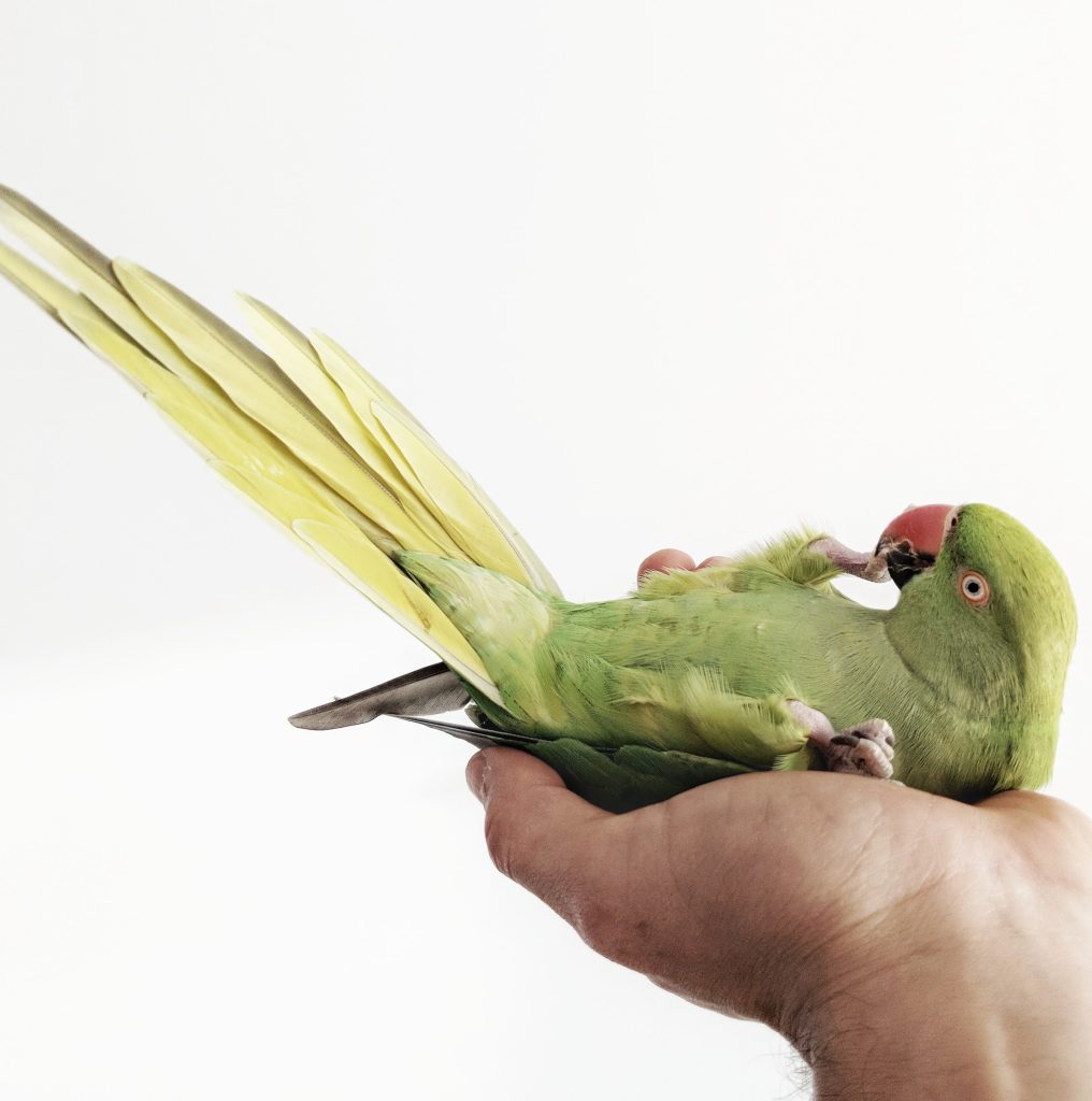 bird