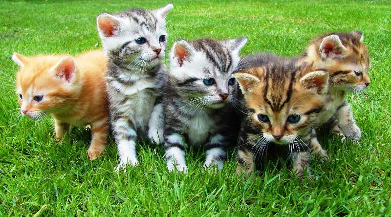 How Psychosocial Weaning Impacts Kittens' Future