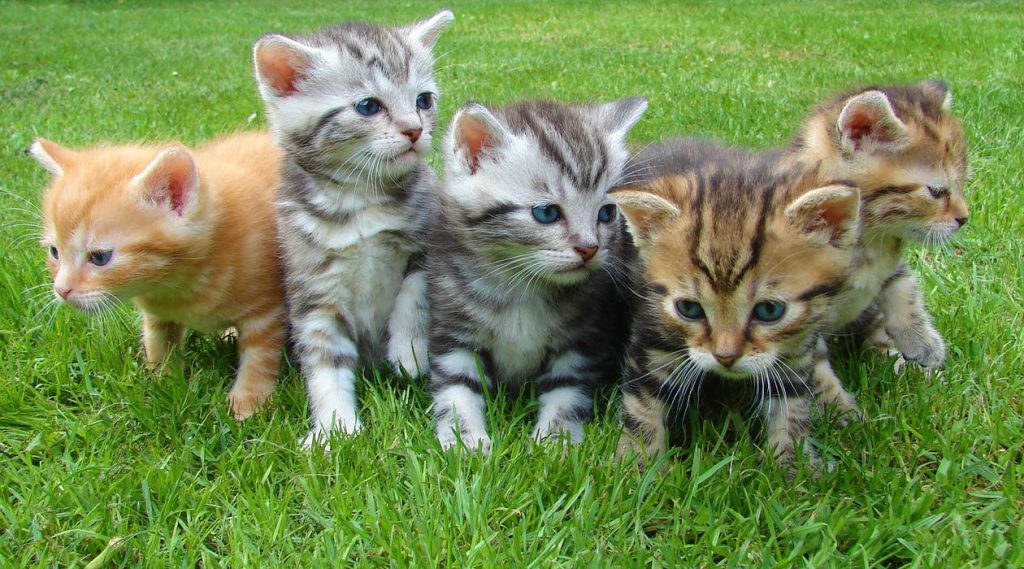 Toxic Effects of Chocolate on Cats