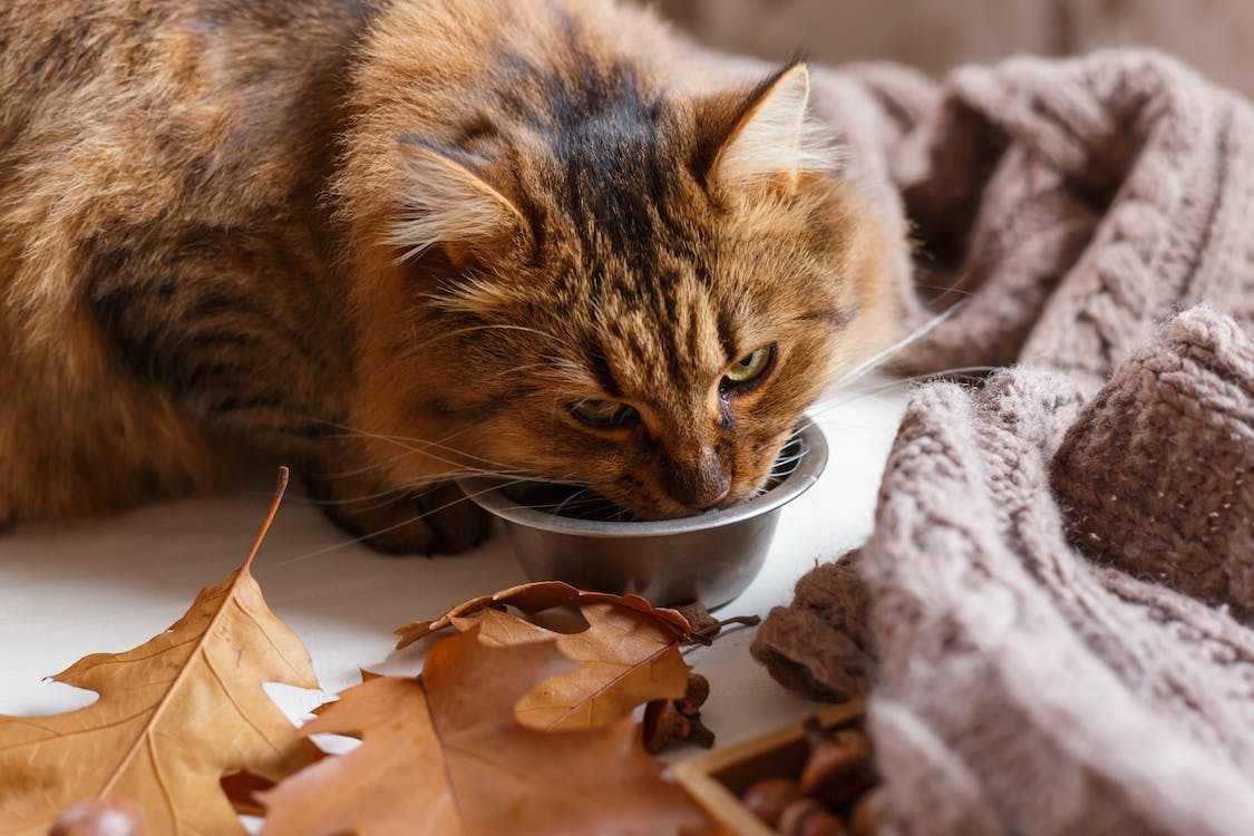 Pet Feeding Accessories: Choosing Your Cat Bowl