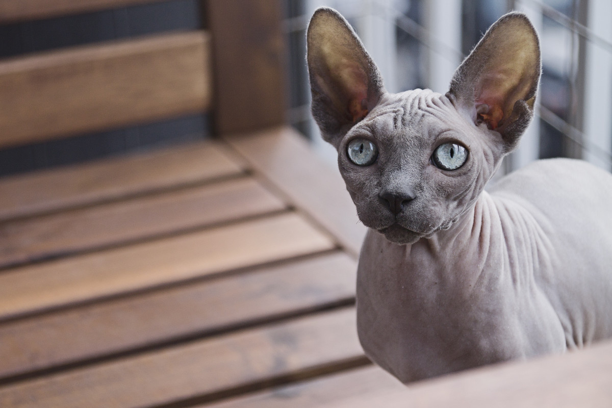 Everything About Hypoallergenic Cat Breeds