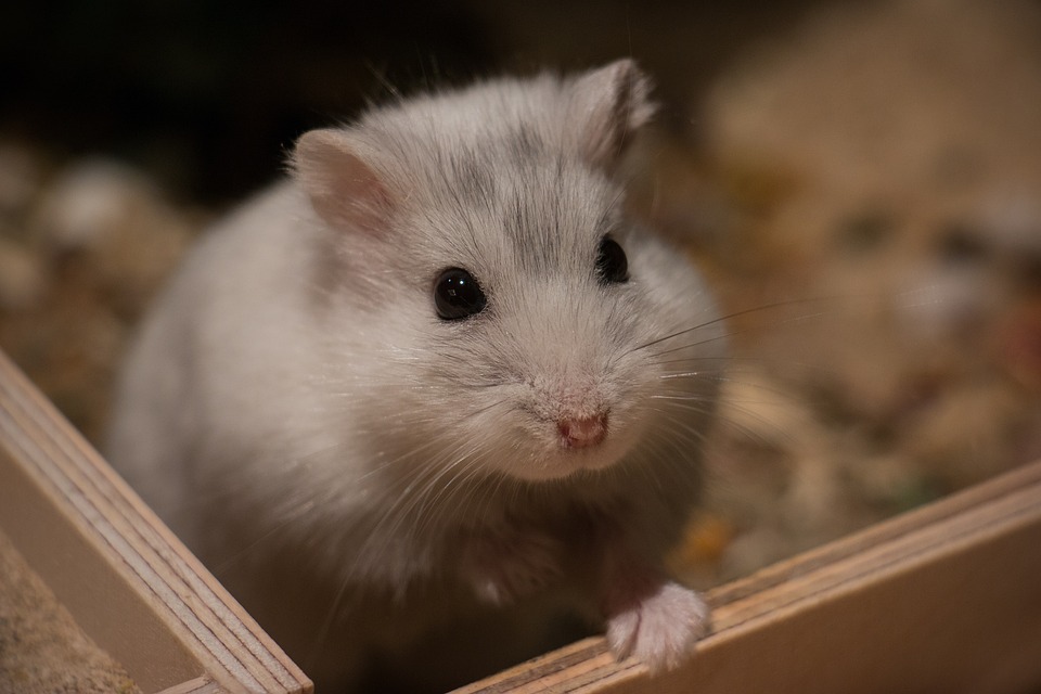 How to Fully Tame Your Hamster?