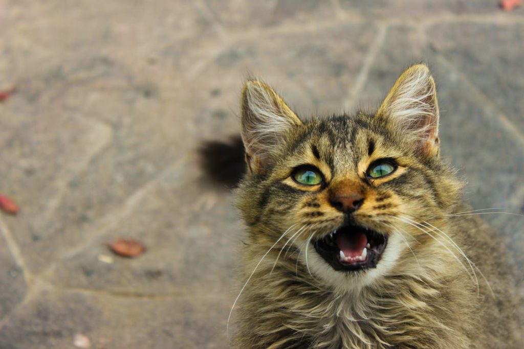 Cat Meows