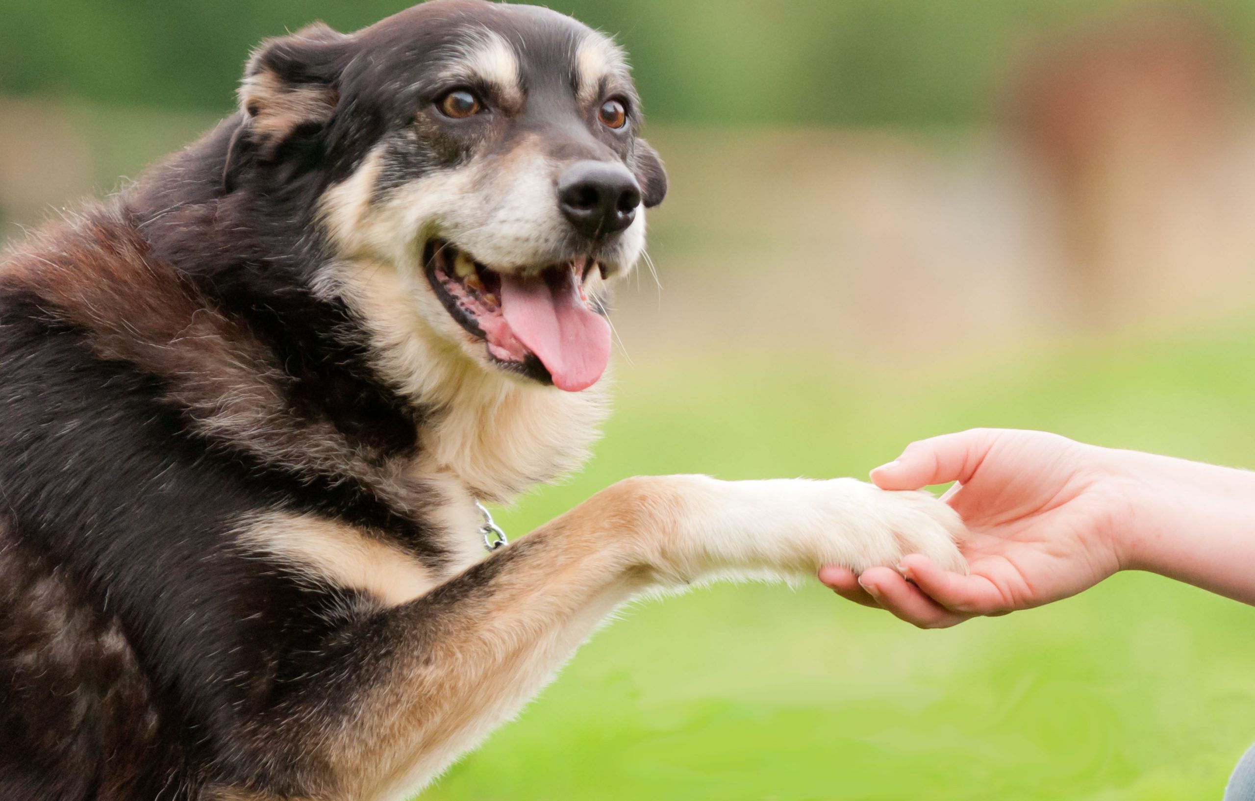 How to Help Your Newly Adopted Dog Feel at Home?