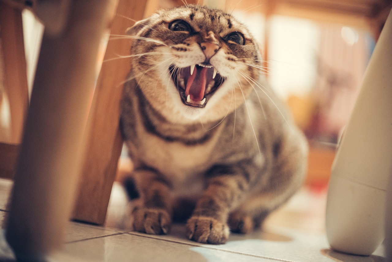 What to Do When Your Cat is Hissing: A Guide to Handling Aggressive Behavior