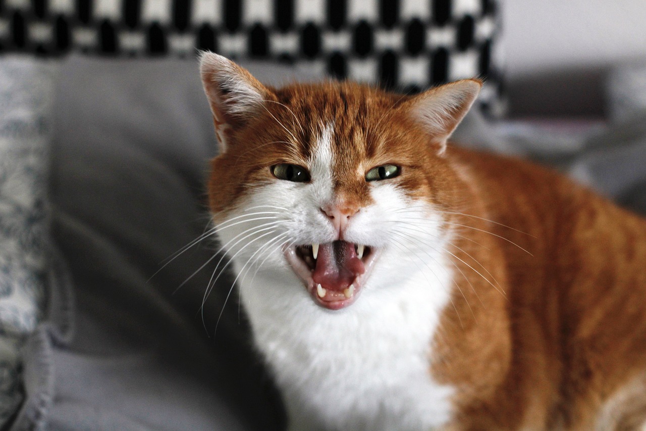 What to Do When Your Cat is Hissing: A Guide to Handling Aggressive Behavior
