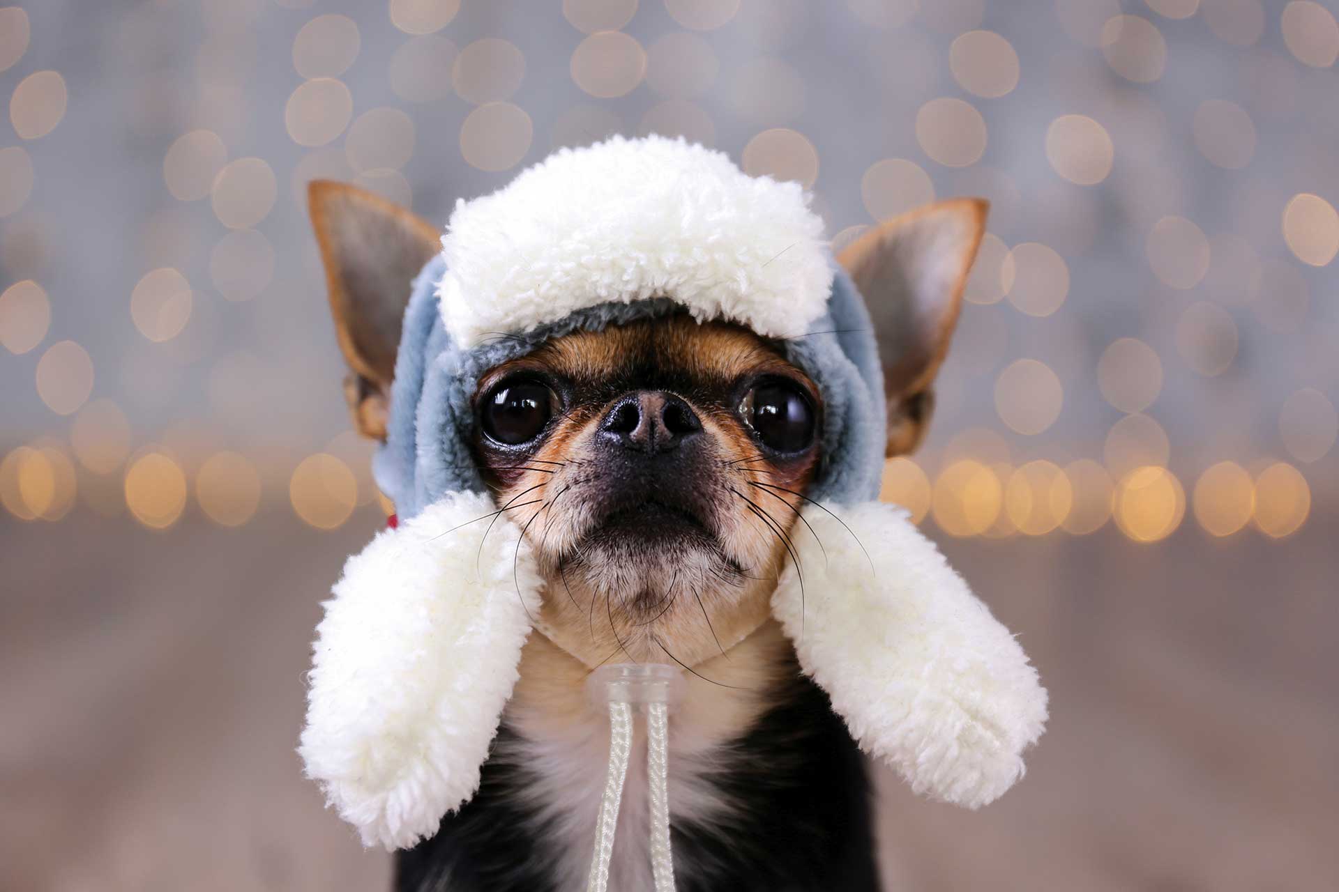 Dog Winter Care: Keeping Your Furry Friend Safe and Comfortable During Cold Months