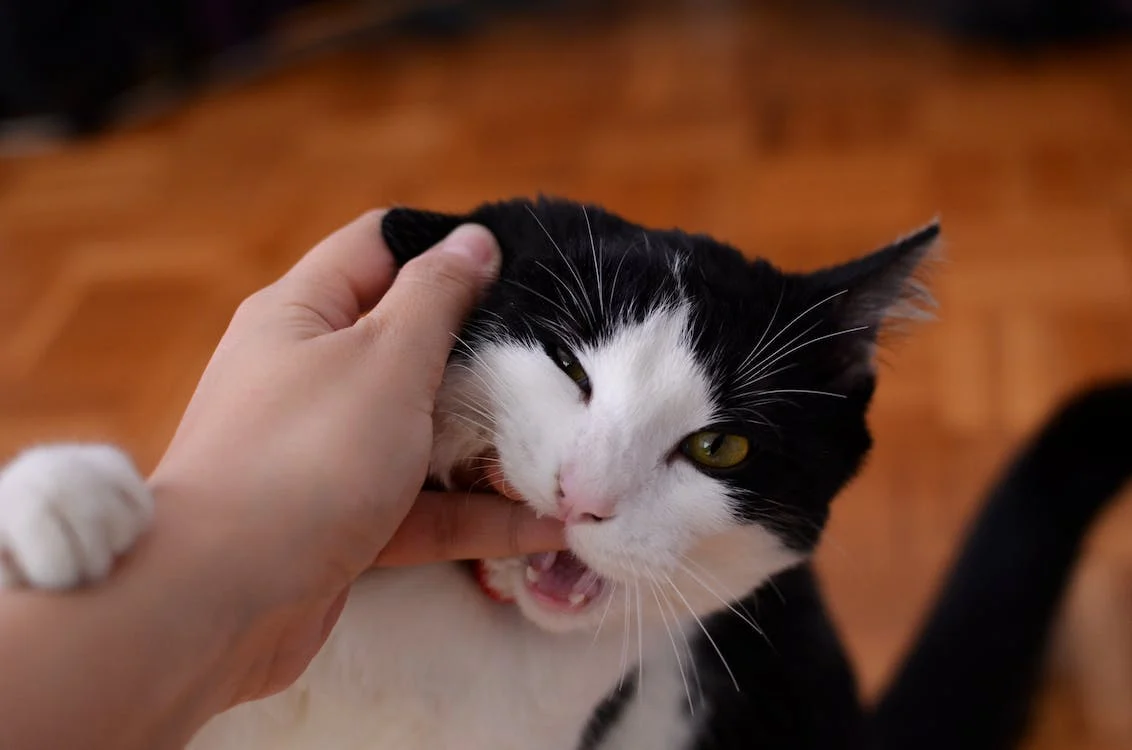 How to Handle Cat Bites: A Guide to Dealing with Different Scenarios