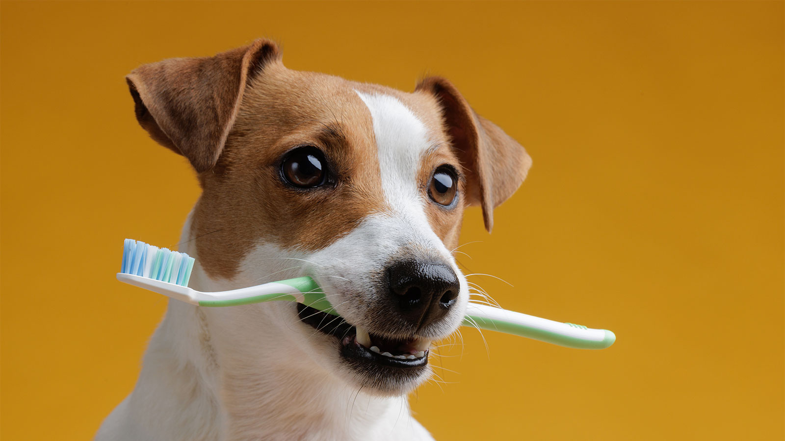 How to Look After Your Dog's Teeth?