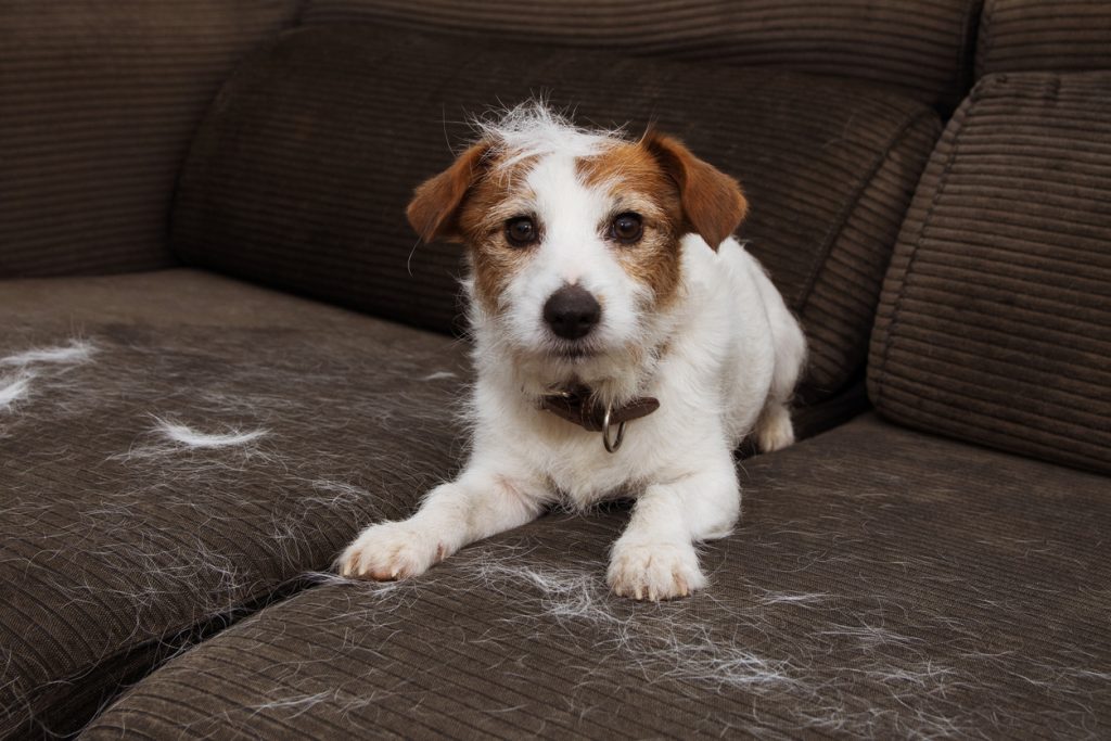 How To Reduce Shedding In Dogs?