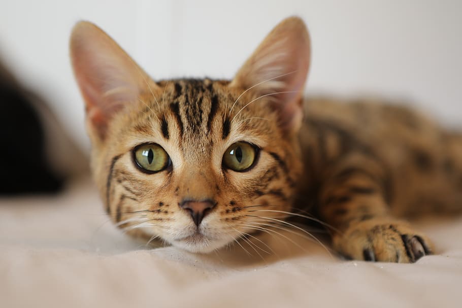 Understanding Feline Behaviorists: Your Key to a Happier Cat