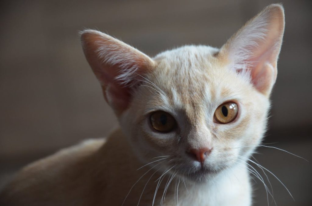 How to Tame a Cat: From Stray to Forever Friend