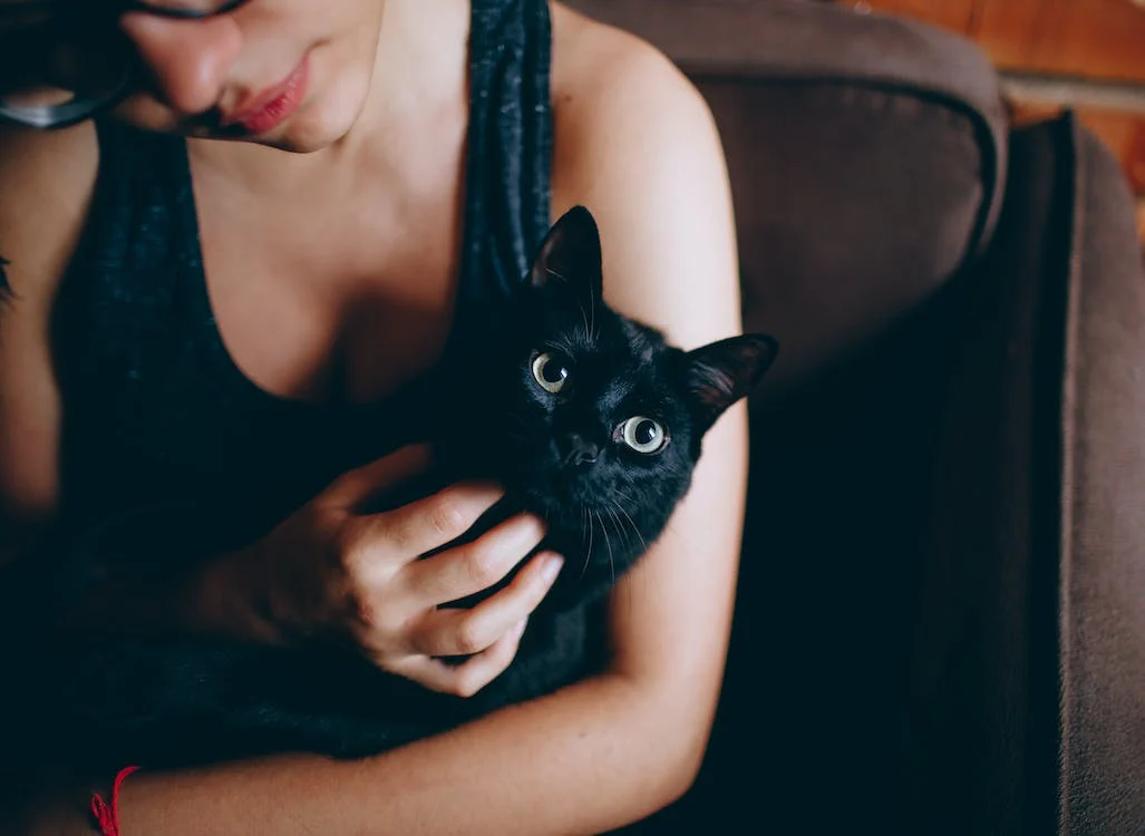 Guide to Petting Your Cat: How to Do It Right
