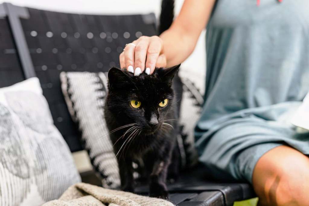 Guide to Petting Your Cat: How to Do It Right