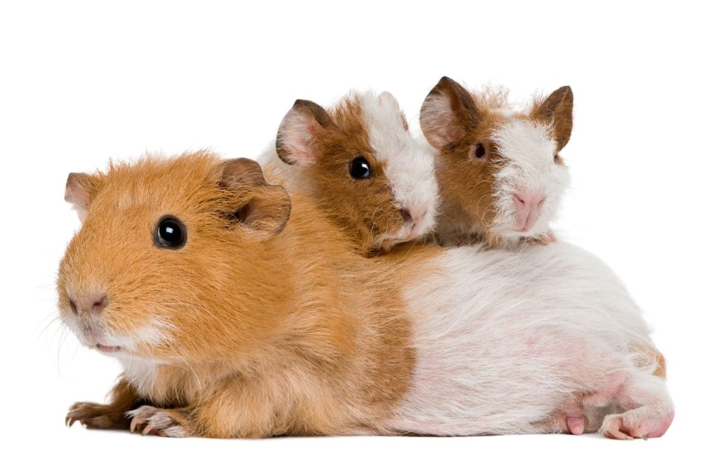 rodent1