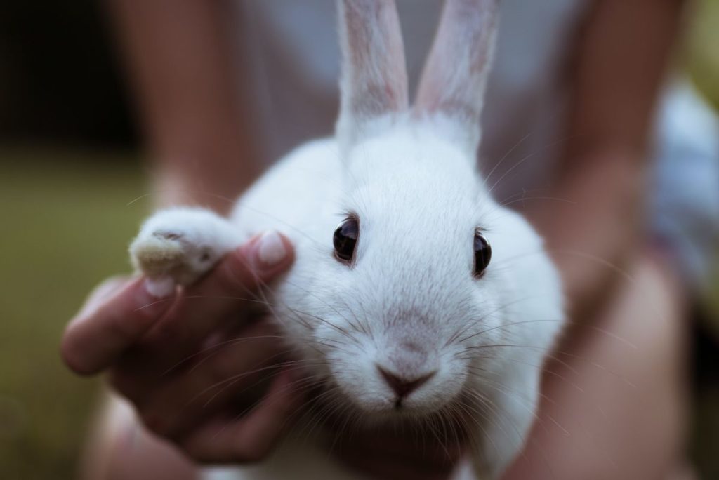 Rabbit1