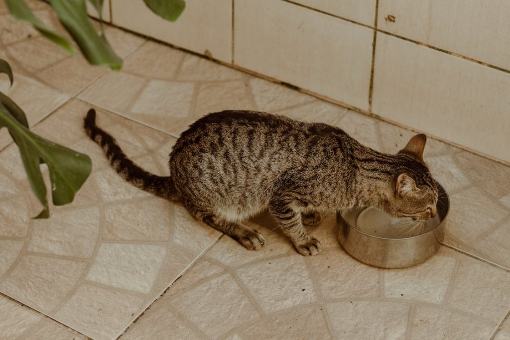 Natural Cat Food