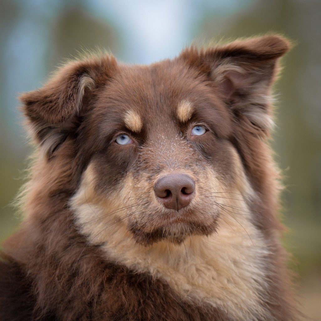 discover a safe and loving environment for your furry friends at our pet daycare. we provide personalized care, fun activities, and socialization opportunities for dogs and cats of all breeds and sizes. trust us to keep your pets happy and engaged while you're away!