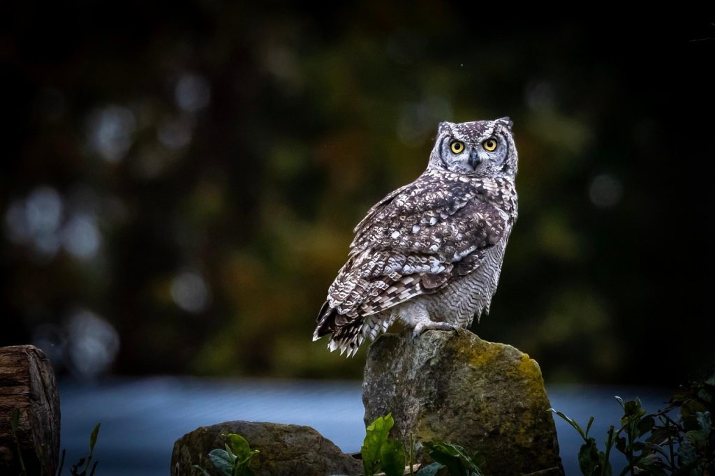 discover the wonders of wildlife, exploring diverse animal species, their habitats, and the importance of conservation for a thriving natural world.